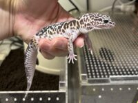 ダイオウトカゲモドキの画像3