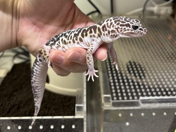 ダイオウトカゲモドキのメイン画像