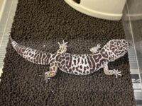 ダイオウトカゲモドキの画像1