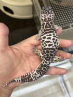 ダイオウトカゲモドキの画像2
