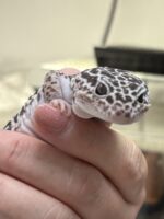 ダイオウトカゲモドキの画像3