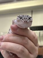 ダイオウトカゲモドキの画像4