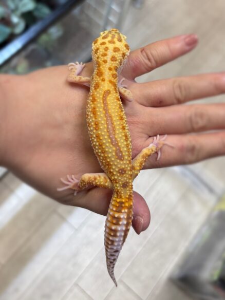 レオパ　ヒョウモントカゲモドキ ラプターソリッドアイのメイン画像