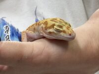 レオパ　ヒョウモントカゲモドキ ラプターソリッドアイの画像1