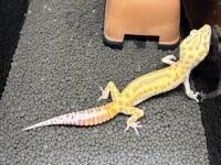 レオパ　ヒョウモントカゲモドキ ラプターソリッドアイの画像2