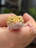 レオパ　ヒョウモントカゲモドキ ラプターソリッドアイの画像3