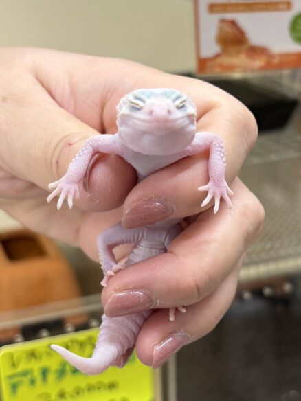 レオパ　ヒョウモントカゲモドキ ディアブロブロンコのメイン画像
