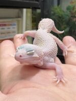 レオパ　ヒョウモントカゲモドキ ディアブロブロンコの画像1