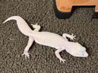 レオパ　ヒョウモントカゲモドキ ディアブロブロンコの画像2