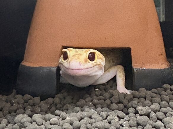 レオパ　ヒョウモントカゲモドキ ラプターソリッドアイのメイン画像