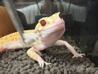 レオパ　ヒョウモントカゲモドキ ラプターソリッドアイの画像1