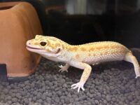 レオパ　ヒョウモントカゲモドキ ラプターソリッドアイの画像2