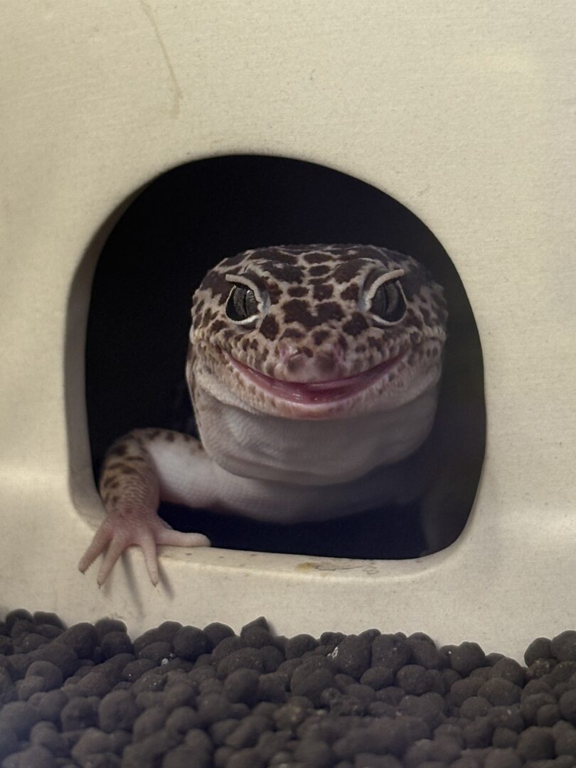 ダイオウトカゲモドキのメイン画像