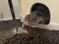 ダイオウトカゲモドキの画像2