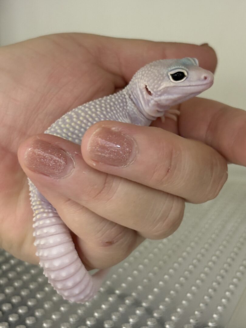 レオパ　ヒョウモントカゲモドキ ディアブロブロンコのメイン画像