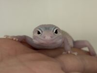 レオパ　ヒョウモントカゲモドキ ディアブロブロンコの画像1
