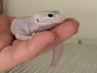 レオパ　ヒョウモントカゲモドキ ディアブロブロンコの画像2