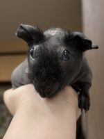 スキニーギニアピッグの画像3