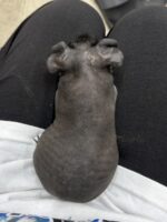 スキニーギニアピッグの画像4