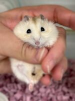 ジャンガリアンハムスターの画像1