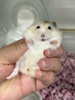 ジャンガリアンハムスターの画像2