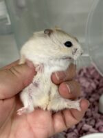 ジャンガリアンハムスターの画像3