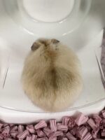 ジャンガリアンハムスターの画像4