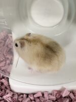 ジャンガリアンハムスターの画像5