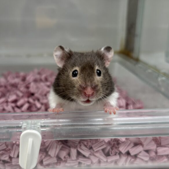 シリアンハムスターのメイン画像
