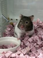 シリアンハムスターの画像1