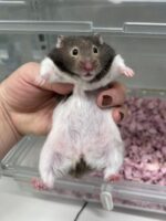 シリアンハムスターの画像2