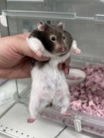 シリアンハムスターの画像3