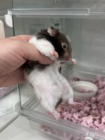 シリアンハムスターの画像4