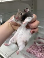 シリアンハムスターの画像5