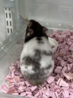 シリアンハムスターの画像6