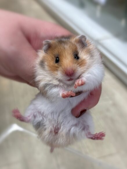 シリアンハムスターのメイン画像