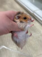 シリアンハムスターの画像1