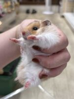 シリアンハムスターの画像2