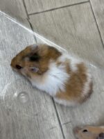 シリアンハムスターの画像3