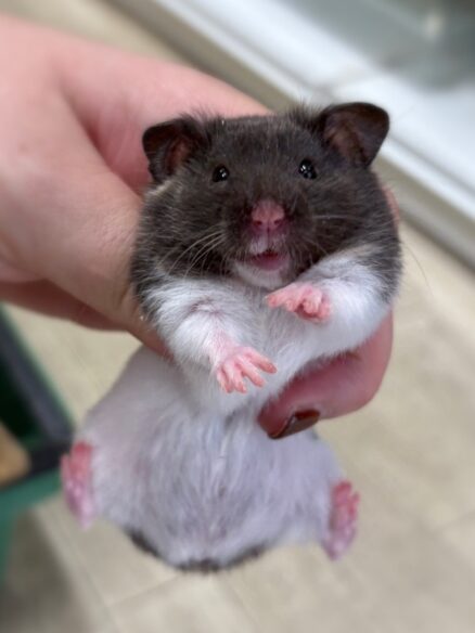 シリアンハムスターのメイン画像