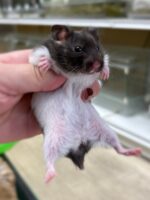 シリアンハムスターの画像1