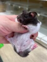 シリアンハムスターの画像2