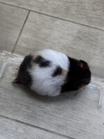 シリアンハムスターの画像3