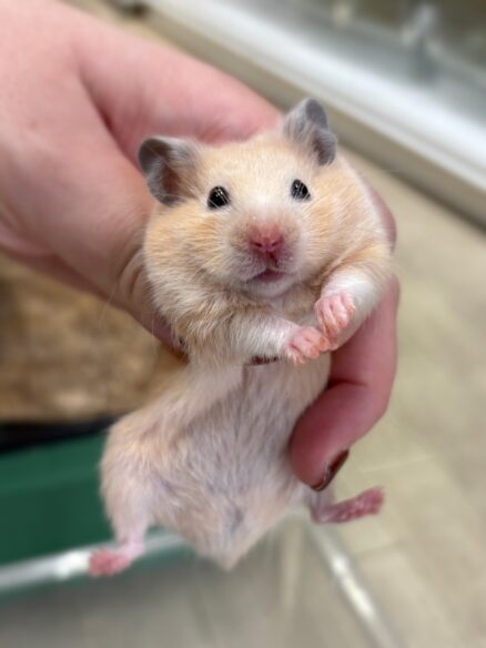 シリアンハムスターのメイン画像