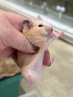 シリアンハムスターの画像1