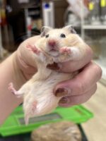 シリアンハムスターの画像2