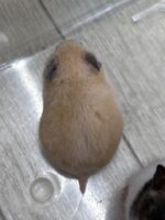 シリアンハムスターの画像3