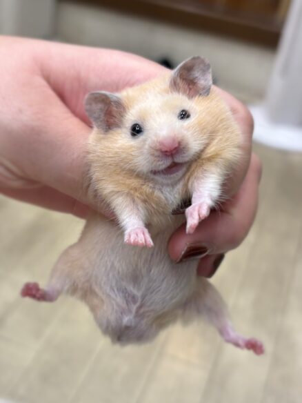 シリアンハムスターのメイン画像