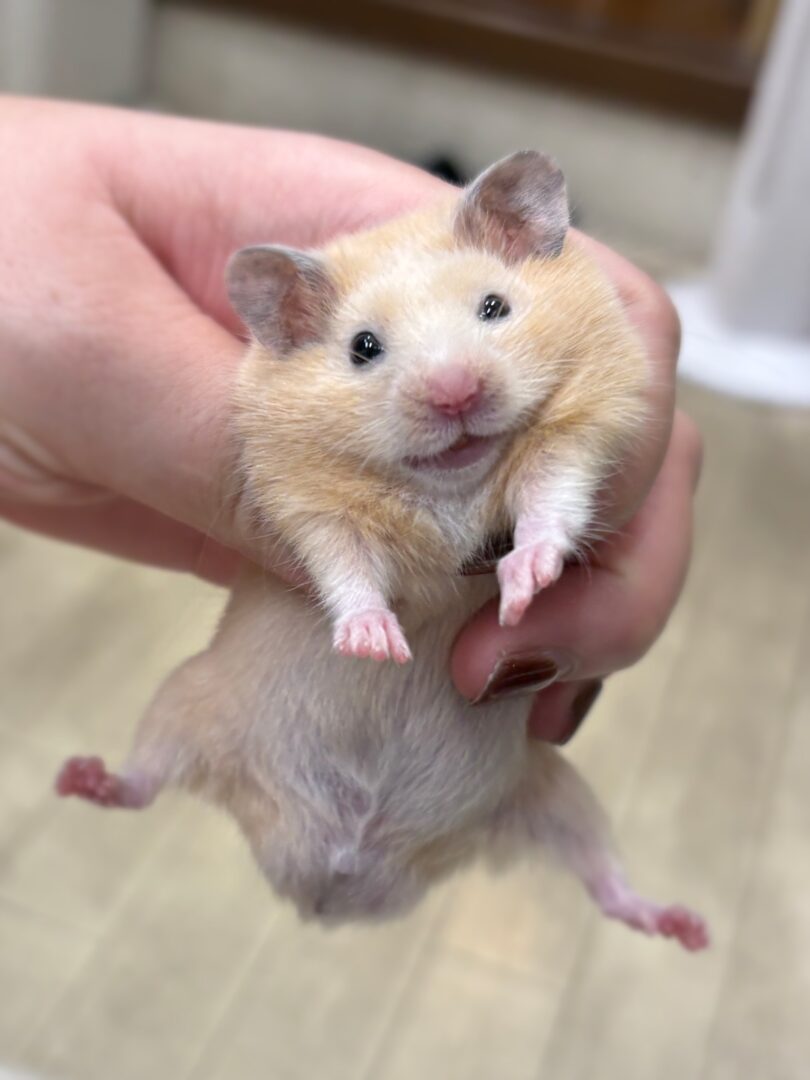 シリアンハムスターのメイン画像