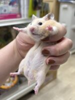 シリアンハムスターの画像2